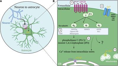 From Synapses to Circuits, Astrocytes Regulate Behavior